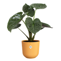 jazz rond 26cm amber geel